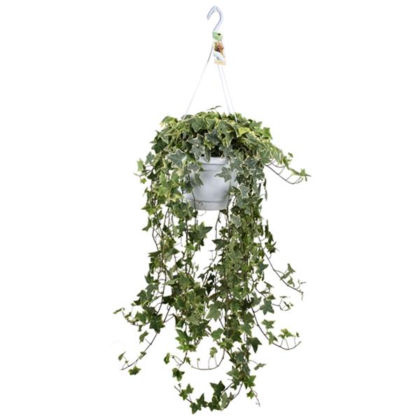 Hedera helix Goldchild