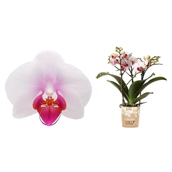 Phalaenopsis hybrida Multiflora Gibraltar