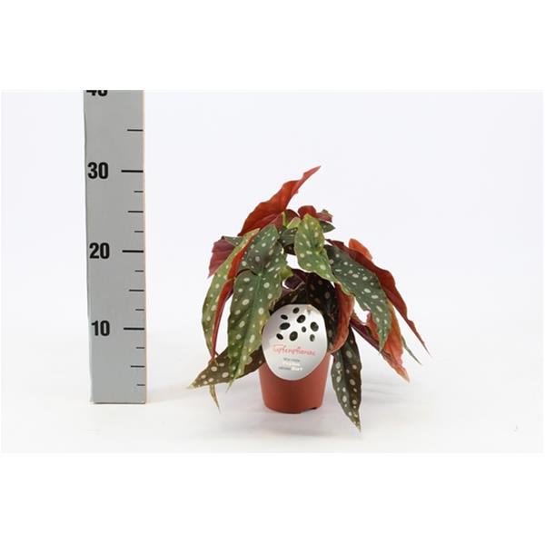 Begonia maculata