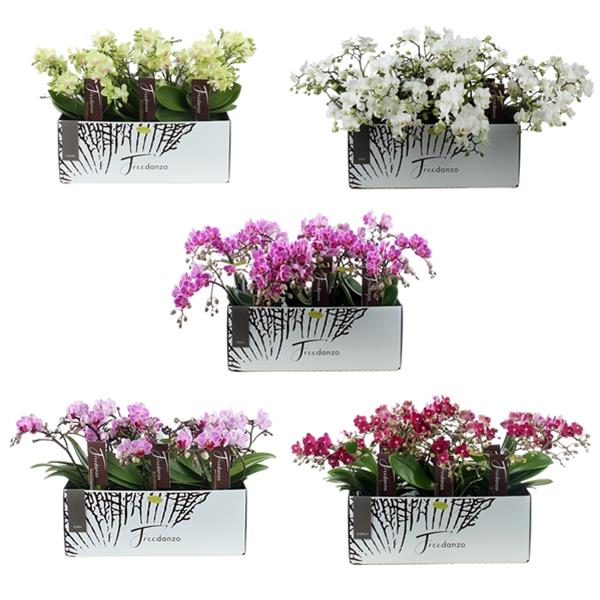 Phalaenopsis hybrida Freendanzo Mixlage