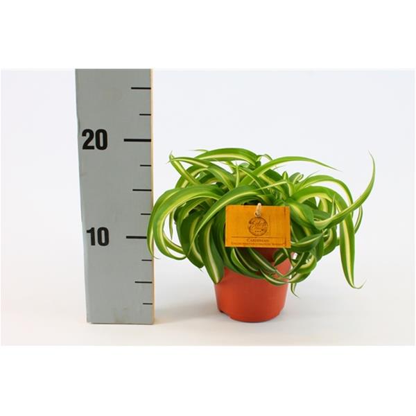 Chlorophytum comosum Bonnie