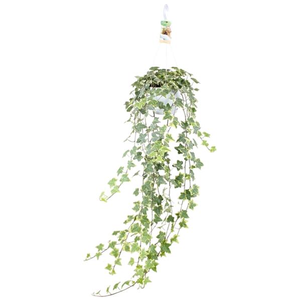 Hedera helix Goldchild