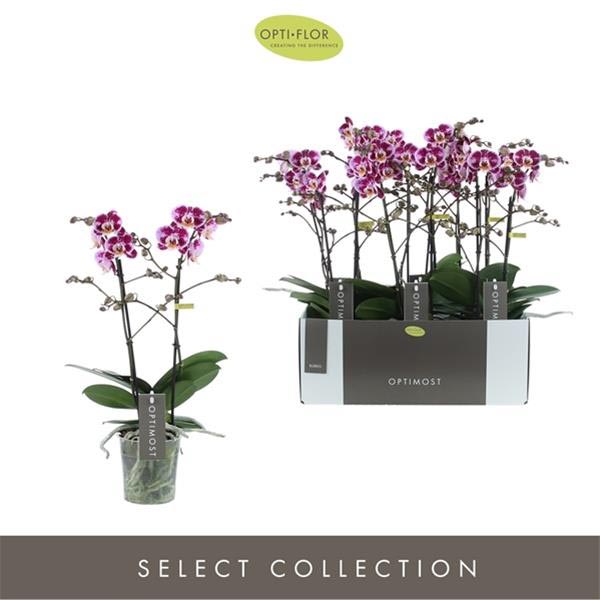 Phalaenopsis hybrida Multiflora Bubbles