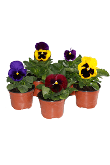 Viola wittrockiana Mix
