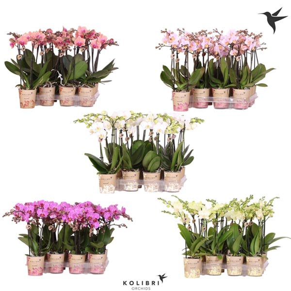 Phalaenopsis hybrida Multiflora Mixlagen
