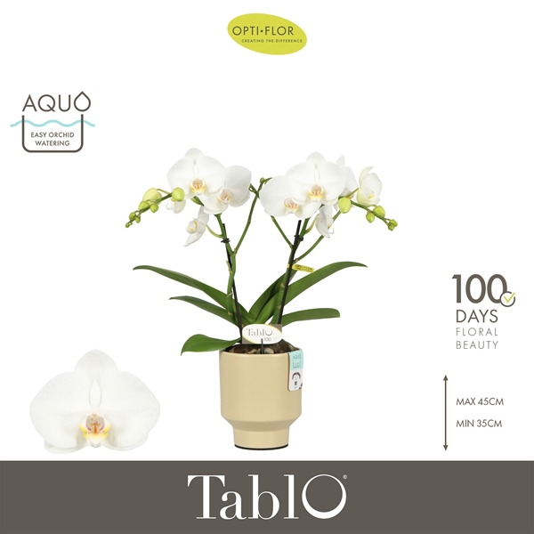 Phalaenopsis hybrida Tablo Champagne In Emilia Sand Aquo