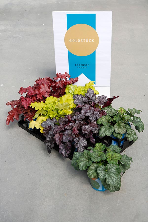 Heuchera hybrida Meristem Mix