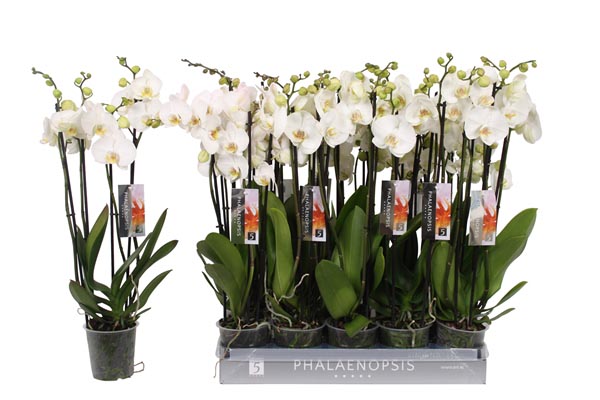 Phalaenopsis hybrida Weiss 25+ Irs