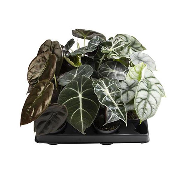 Alocasia cuprea Mix