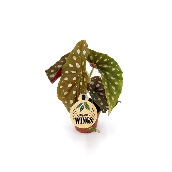 Begonia maculata