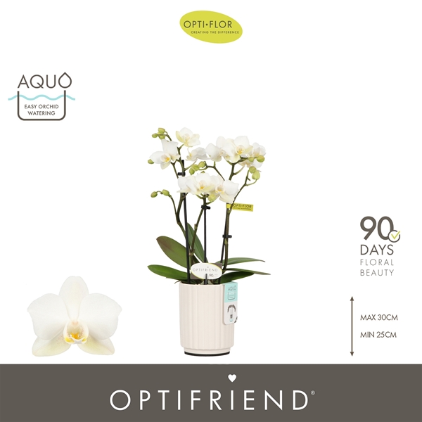Phalaenopsis hybrida Sandra In Molise White Aquo