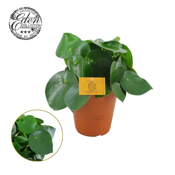 Peperomia hybrida Polybotrya