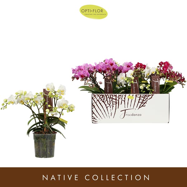 Phalaenopsis hybrida Freedanzo Mix