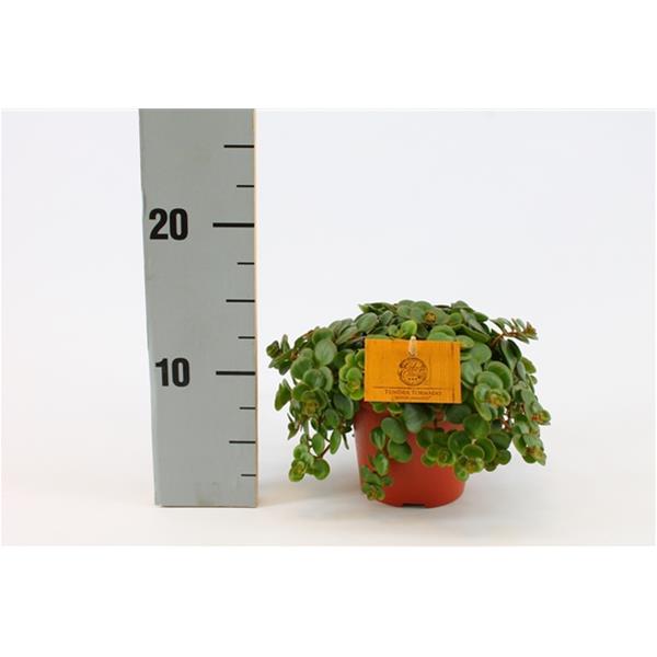 Sedum makinoi