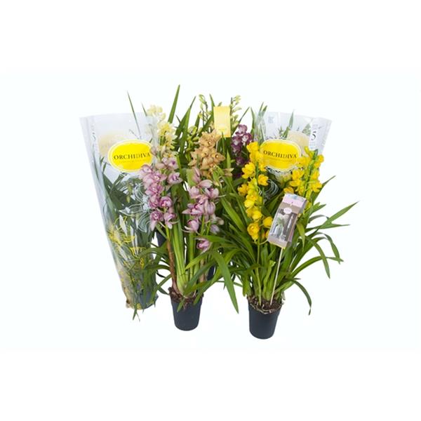 Cymbidium hybrida Mix