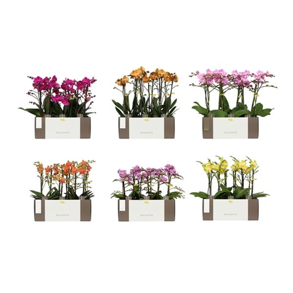 Phalaenopsis hybrida Multiflora Exclusivo Mixlage