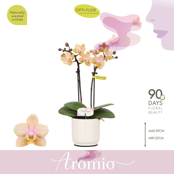 Phalaenopsis hybrida Aromio Mineral In Piemonte White