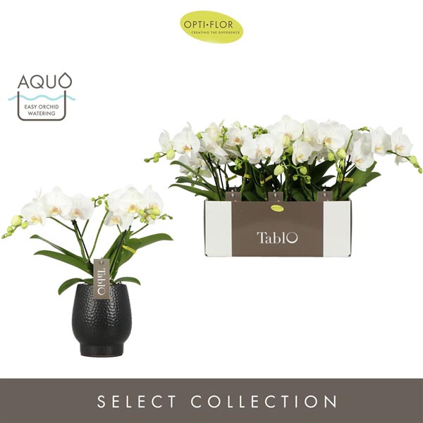 Phalaenopsis hybrida Tablo Champagne In Abruzzo Black