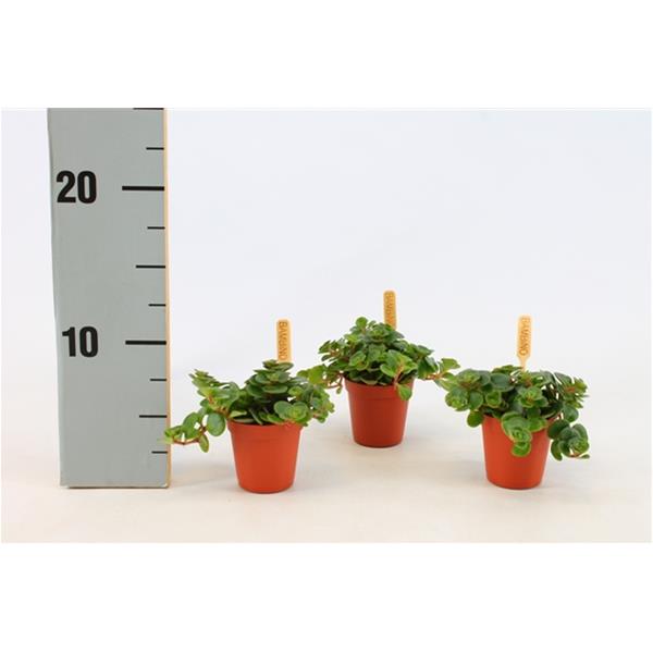 Sedum makinoi