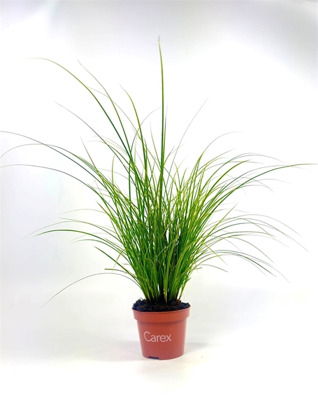 Carex brunnea Honeymoon