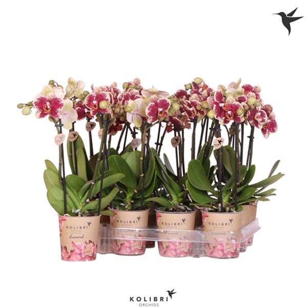 Phalaenopsis hybrida Multiflora Spotty