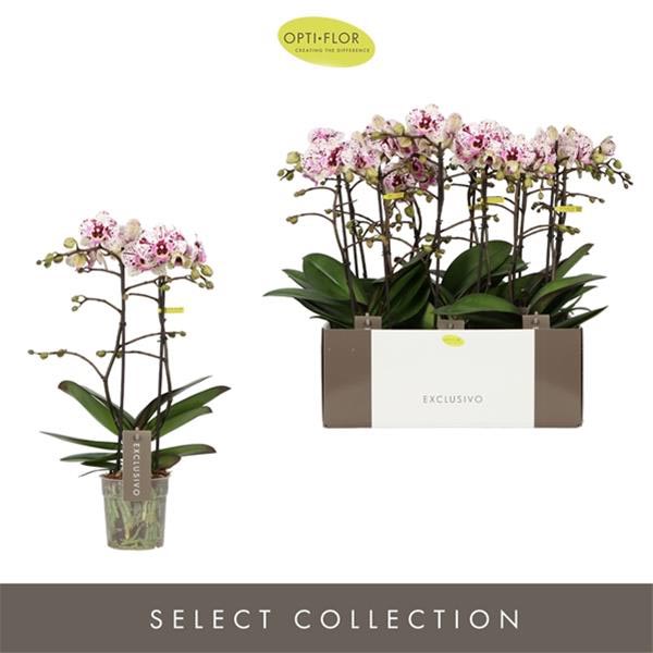 Phalaenopsis hybrida Multiflora Athena