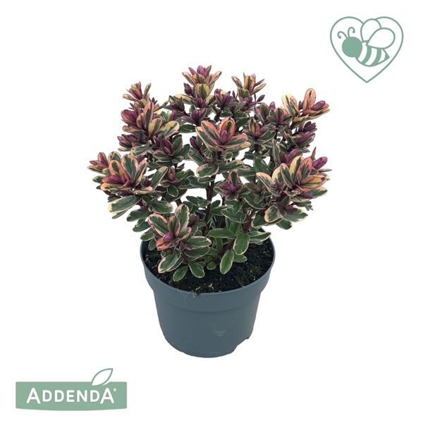 Hebe andersonii Tricolor