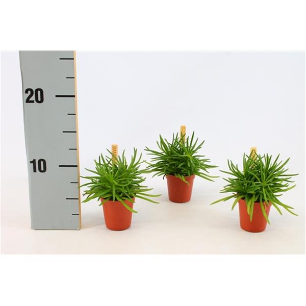 Senecio archeri Himalaya