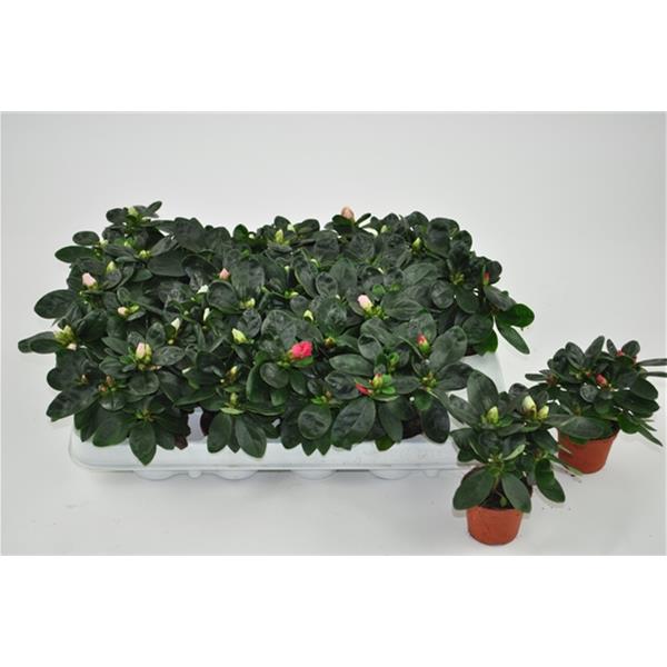 Azalea simsii MIX