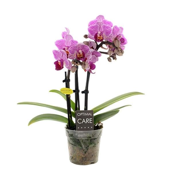 Phalaenopsis hybrida Lotte