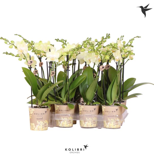 Phalaenopsis hybrida Multiflora Gelb