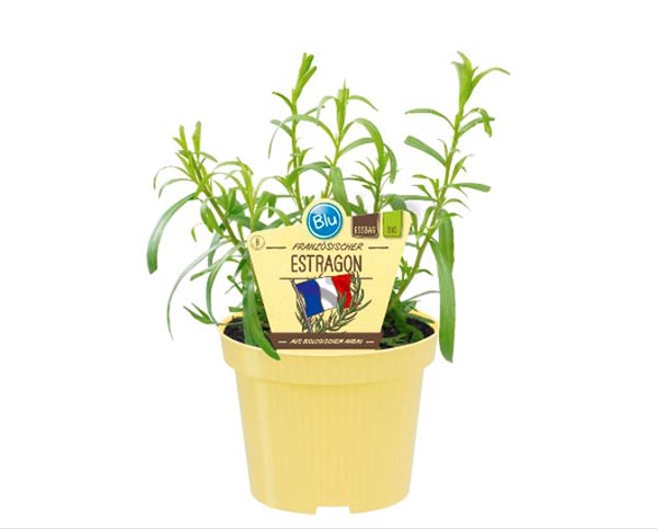 Artemisia dracunculus Bio-Estragon