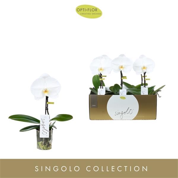 Phalaenopsis hybrida Singolo Tosha
