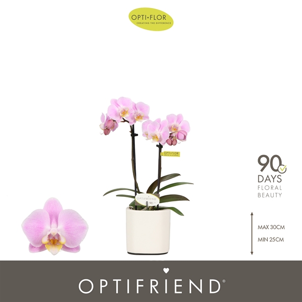 Phalaenopsis hybrida Fenna In Piemonte White