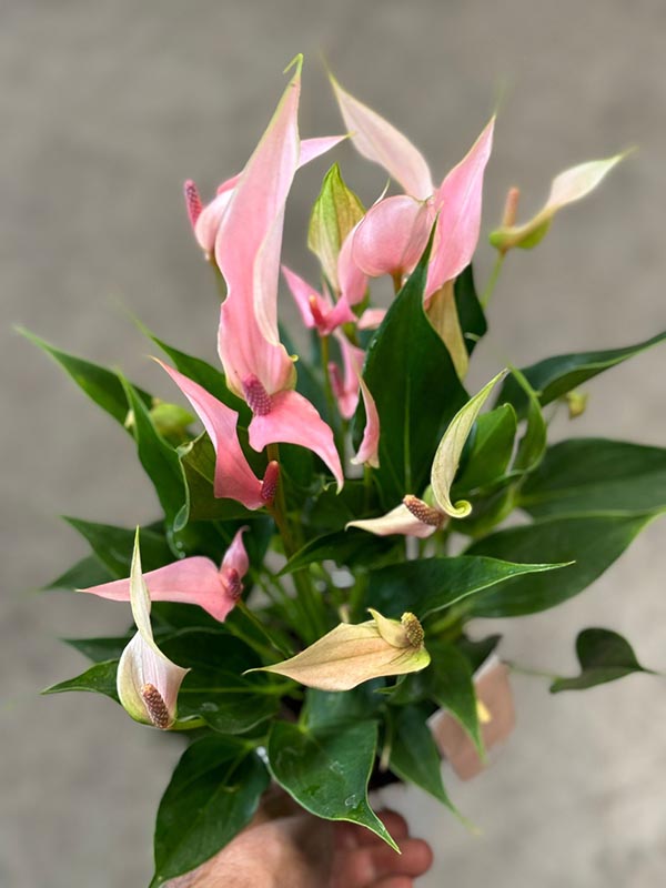 Anthurium andreanum Lilli