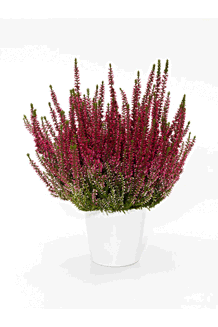 Calluna vulgaris Athene