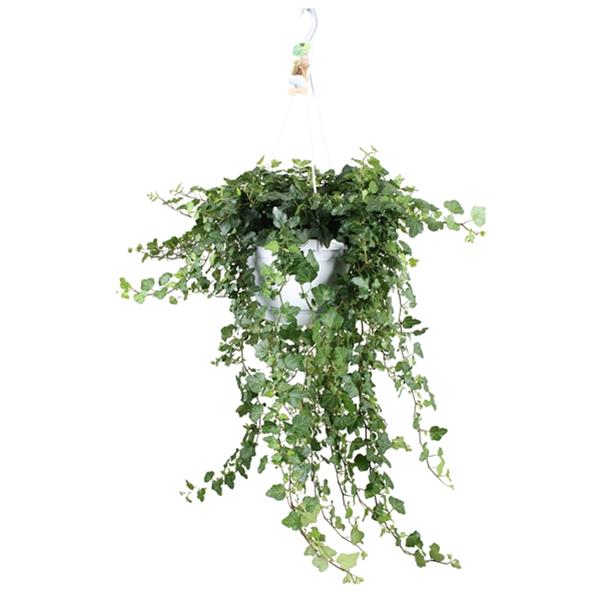 Hedera helix Wonder