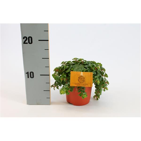 Sedum makinoi