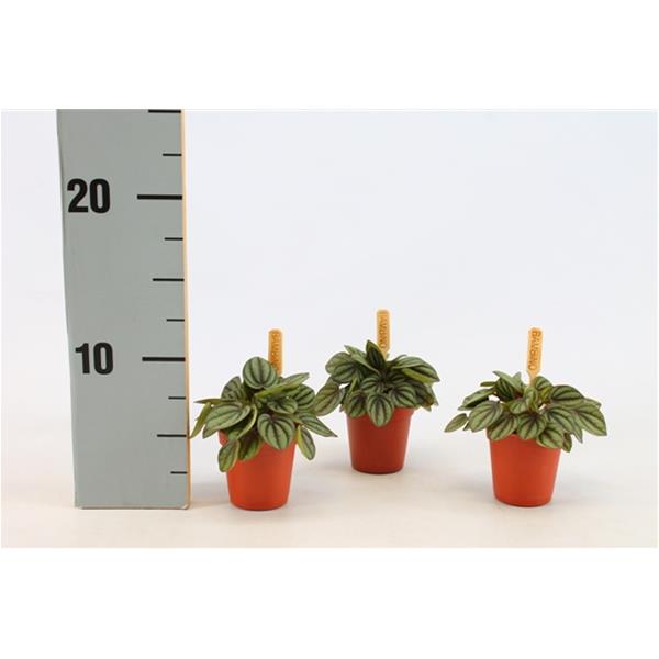 Peperomia hybrida Piccolo Banda
