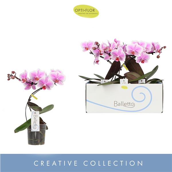 Phalaenopsis hybrida Balletto Spinturn