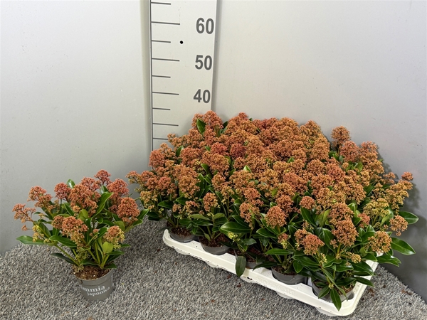 Skimmia japonica Rubesta Optima