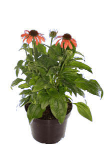 Echinacea purpurea Mix