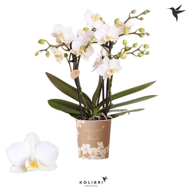 Phalaenopsis hybrida Multiflora Zürich