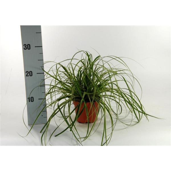 Carex morrowii Fishers Form