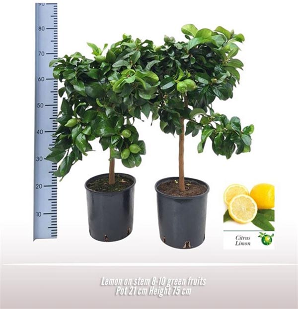 Citrus limon