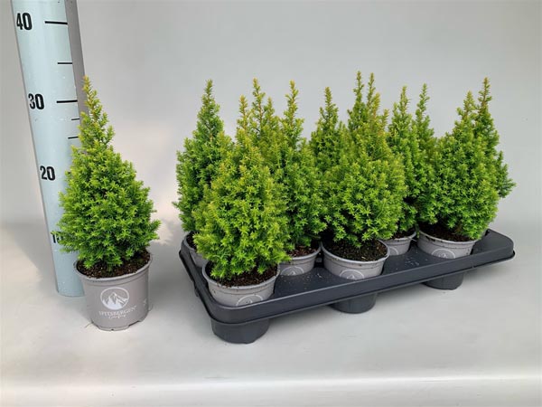 Chamaecyparis thyoides Spitsbergen