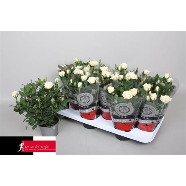 Rosa hybrida Alaska