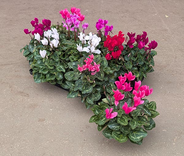 Cyclamen persicum Super Serie Mix