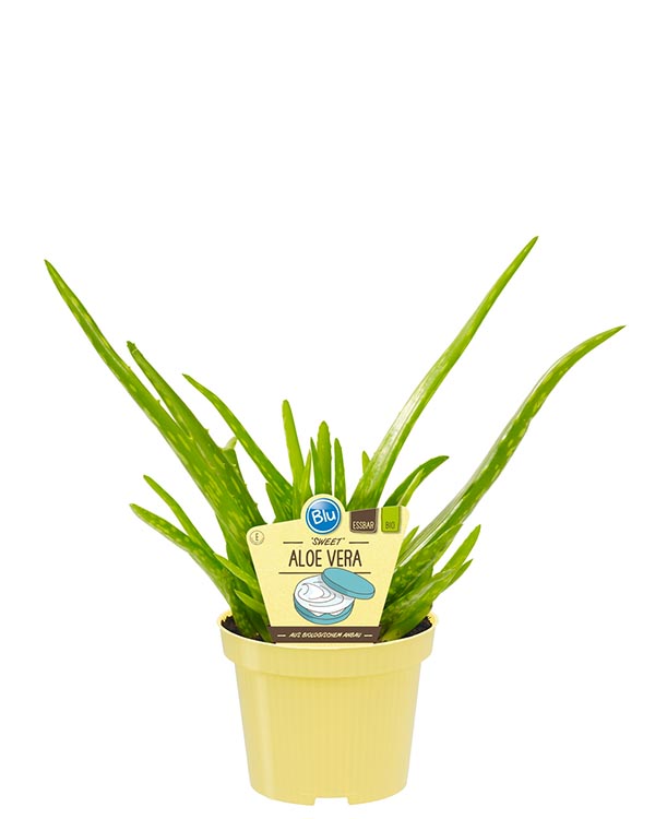 Aloe vera Bio-Aloe Sweet