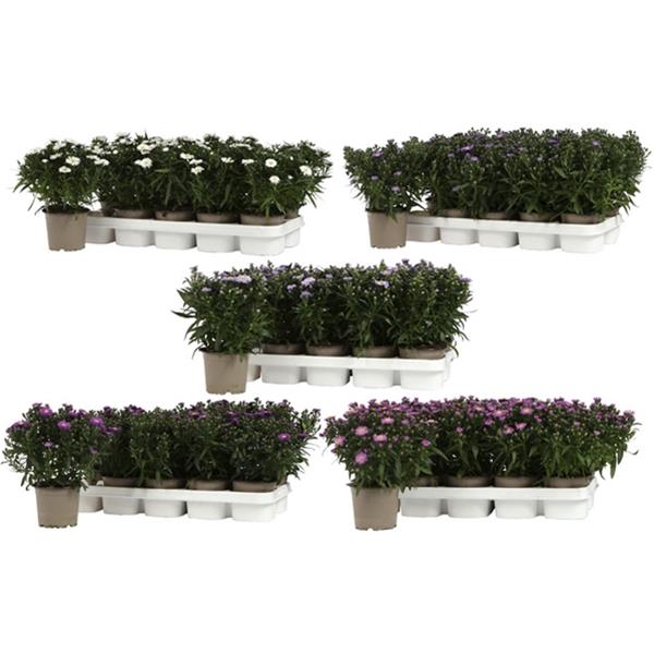 Aster novi-belgii Mixlage